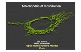 mitochondrie et reproduction v4 - reseau MeetOchondrie