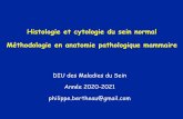Histologie et cytologie du sein normal Méthodologie en ...