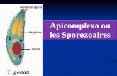 Apicomplexa ou les Sporozoaires - fsnv.univ-bouira.dz