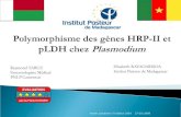 Polymorphisme des g¨nes hrpII et pldh chez Plasmodium