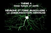 THEME 4 Corps humain et sant©. NEURONE ET =dendrite du neurone sensitif) axone Le circuit neuronique