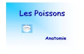 Diaporama biologie Poissons - .Sommaire 1. Classification 2. Anatomie externe 3. La respiration 4