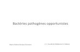 Bact©ries pathog¨nes opportunistes - L3 Bichat 2013-2014l3bichat2013-2014. Processus physiopathologique