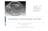 Anatomie et physiologie de lâ€™oeil - Programme Latin de ... Anatomie et physiologie de lâ€™“il
