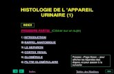 HISTOLOGIE DE L â€™APPAREIL URINAIRE (1) - .Index Tables des Mati¨res FIN PREMIERE PARTIE (Clicker