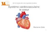 Syst¨me cardiovasculaire: le coeur - IFSI DIJON .syst¨me de vaisseaux sanguins peut tre assimil©