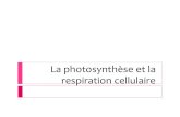 La photosynth¨se et la respiration cellulaire Deux ... et la reproduction des cellules (la respiration