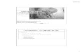120924 HISTOLOGIE - Pathologie cardiovasculairepathologie- .03/10/12 3 ! Vaisseaux collecteurs intima