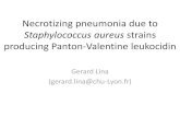 Staphylococcus aureus strains producing Panton creuf-2012.e- ... Staphylococcus aureus strains producing