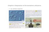Chapitre II Respiration et fermentations cellulaires