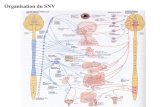 Organisation du SNV. Neurone pr©ganglionnaire Ganglion Neurone postganglionnaire Cellule effectrice Organisation du SNV en deux neurones