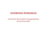 DUODENO-PANCREAS Anatomie descriptive topographique et fonctionnelle