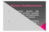 Phylum Chytridiomycota PARA MARIA ALEJANDRA