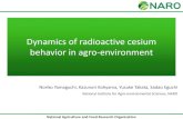 Dynamics of radioactive cesium behavior in agro-environment Dynamics of radioactive cesium behavior