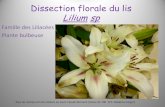 Dissection florale du lis Lilium sp - Acadأ©mie de ... Dissection florale du lis Lilium sp Famille des