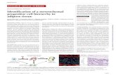 Identification of a mesenchymal progenitor cell hierarchy ... distinct mesenchymal cell types that are