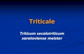 Triticale - Associazione Studenti di Agraria IAAS Sassari 2012. 7. 30.آ  Triticale (Triticum secalotriticum