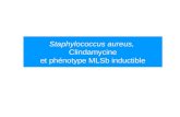 Staphylococcus aureus, Clindamycine et ph©notype MLSb inductible