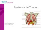 Anatomie thorax