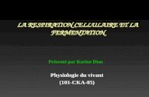 LA RESPIRATION CELLULAIRE ET LA FERMENTATION Physiologie du vivant (101-CKA-05) Pr©sent© par Karine Dion