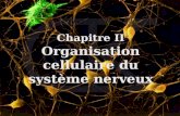 Chapitre II  Organisation cellulaire du syst¨me nerveux