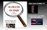A CACCIA  DI DNA  III B  a.s. 2007-08