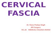 cervical fascia