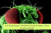 Le brassage intrachromosomique chez la drosophile