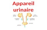 Appareil urinaire. I-g©n©ralit©s: lappareil urinaire est constitu© de 2 portions: Une portion glandulaire: n©phrons (annex©s aux vaisseaux) Une