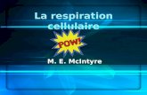 La respiration cellulaire M. E. McIntyre. Quelques principes mitochondrie chloroplaste CO 2 + H 2 0Mol©c. organiques + O 2 ATP ‰n. lumineuse ‰n. thermique
