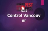 Rat control vancouver