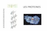Les acides aminés, constituants des proté spe/acides_amines_et_proteines.pdf · PDF file Les 20 acides aminés du vivant Toutes les protéines du vivant sont constituées de ces