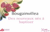 Baptême de 2 variétés de Bougainvillea au Cannebeth [30 ans de passion]