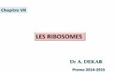 LES RIB 1).pdf Les ribosomes sont formés dans le nucléole Cette synthèse implique la combinaison d’ARNr et de protéines Les ARNr proviennent de la transcription d’ADN ribosomique